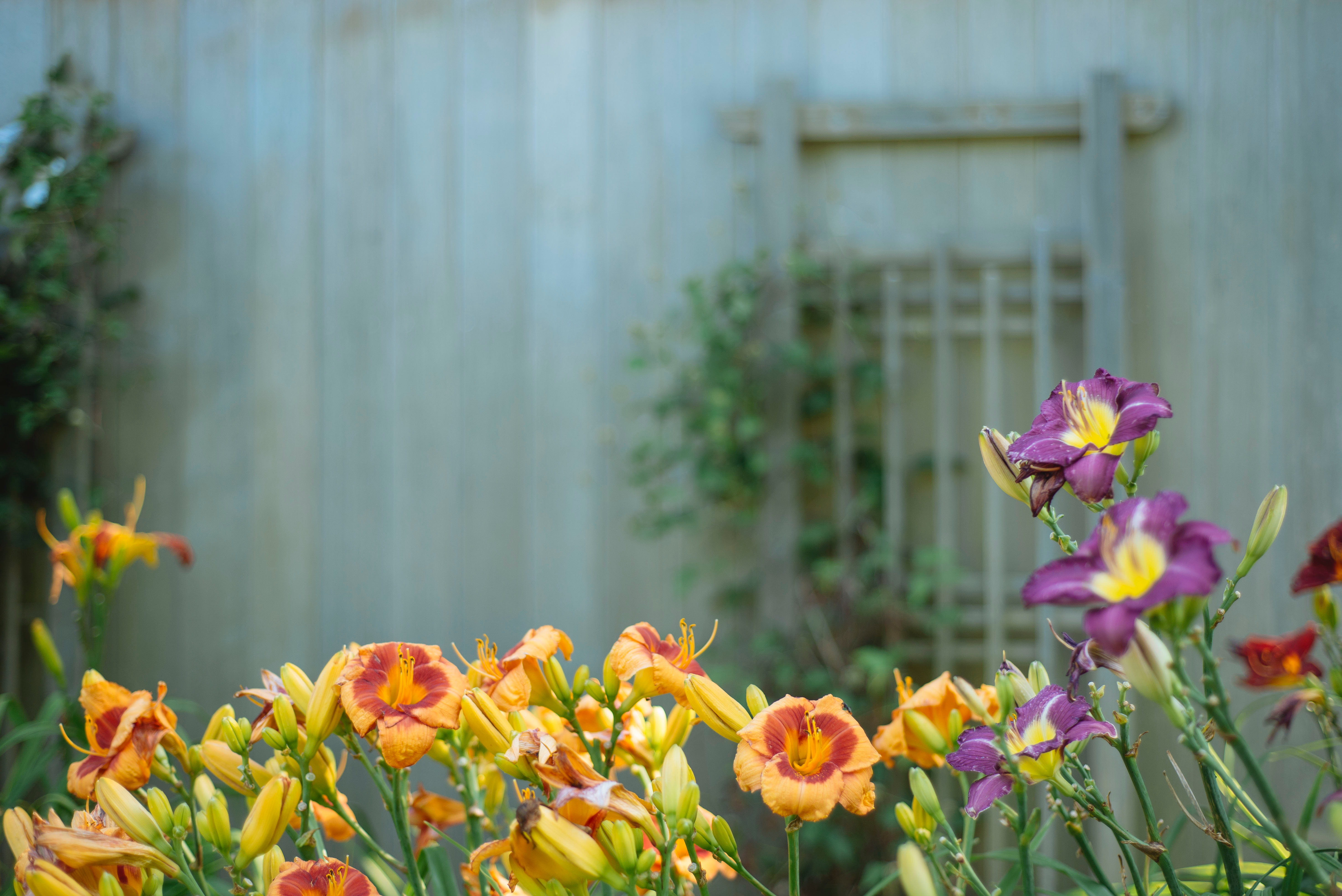 flower garden