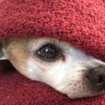 FEELING WINTER’S CHILL? THINK INSULATION!
