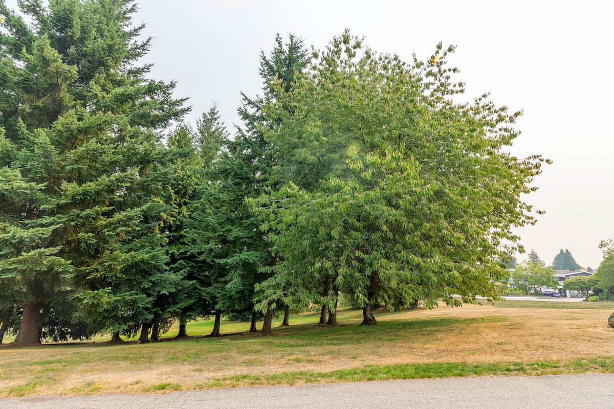 1280 EASTLAWN DRIVE, BURNABY 35